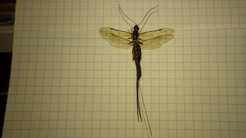 Rhyssa persuasoria